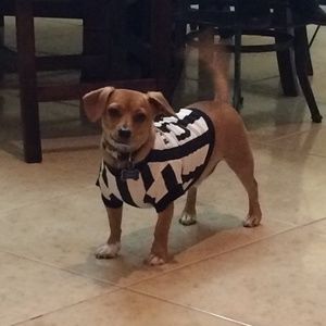 referee dog costume